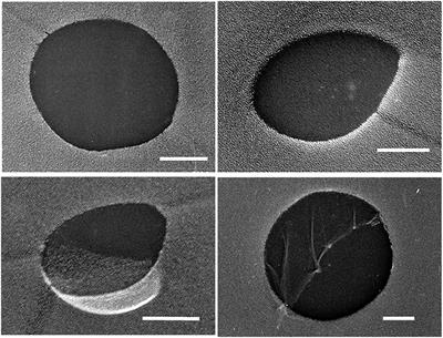 Contribution of Ultra-Fine Bubbles to Promoting Effect on Propane Hydrate Formation